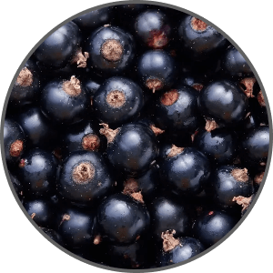 Black Currant