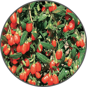 Gojiberry