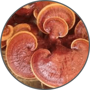 Reishi Mushroom