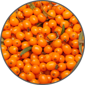 Sea Buckthorn